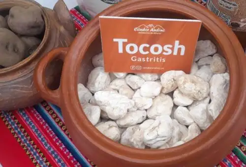 El beneficio más destacado del tocosh es su gran capacidad antibiótica y bactericida, por lo que es llamado también “la penicilina de los Andes”, lo que contribuye a curar infecciones, sobre todo bacterianas.