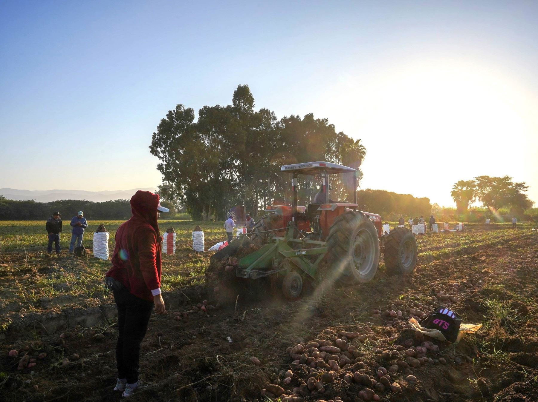 El pallar, ají páprika y frijol, son los productos agrícolas con mayor intención de siembra en la región Ica. Este crecimiento es impulsado por la entrega de certificados de agricultura familiar. Foto: Genry Bautista