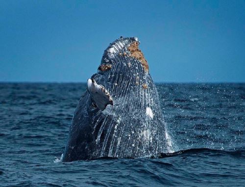 El domingo 14 de julio comienza oficialmente la temporada de avistamiento de ballenas en el mar del norte de Perú que se extiende hasta mediados de octubre. Foto cortesía: Reserva Nacional Mar Tropical de Grau_Walter Wust