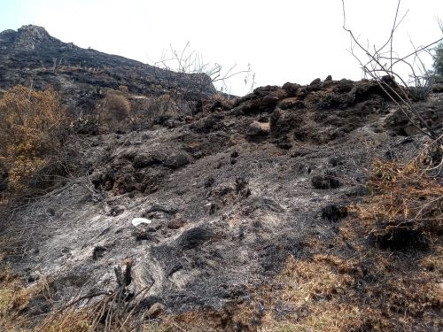 Se destruyeron  2.5 hectáreas de cobertura natural, ANDINA/Difusión
