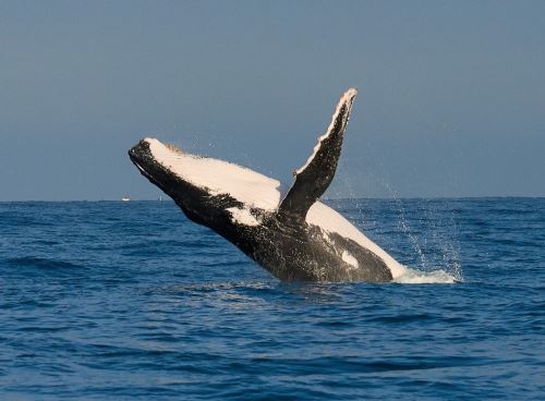 El avistamiento de ballenas genera el interés de miles de turistas que viajan al norte de Perú para disfrutar de este espectáculo marino. Por ello en Piura confían en reactivar el turismo.