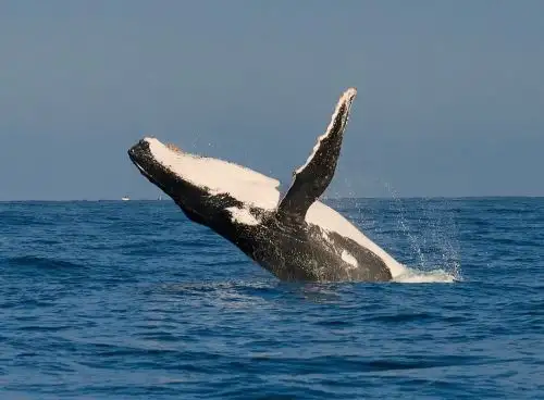 Más de 600 pescadores artesanales de Cabo Blanco se beneficiarán este año con la temporada de avistamiento de ballenas. ANDINA/Difusión