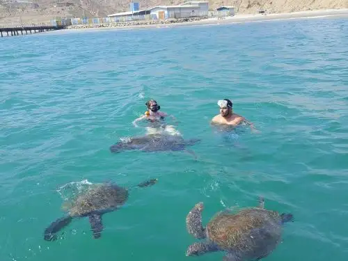 Serfor lanzó iniciativa que busca concientizar el respeto a la fauna marina silvestre. ANDINA/Difusión