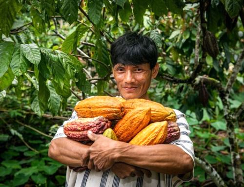 Proyecto prevé destinar US$ 13.5 millones para impulsar cultivos café y cacao libres de deforestación en varias provincias de San Martín, Amazonas, Cajamarca y Loreto.