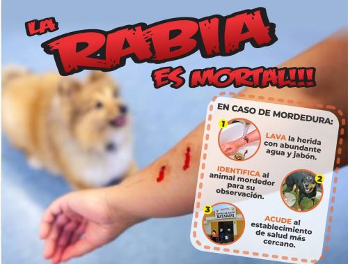 Arequipa inició una campaña para reducir los casos de rabia por mordedura de canes. En lo que va del año se han reportado cerca de 5,000 casos en dicha región.