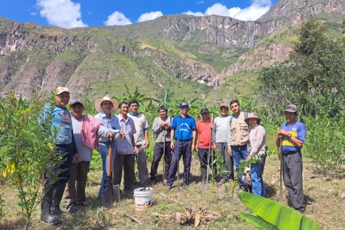 Productores de cacao mejoran sus cultivos en Amazonas y Cajamarca. Foto: MIDAGRI/Difusión