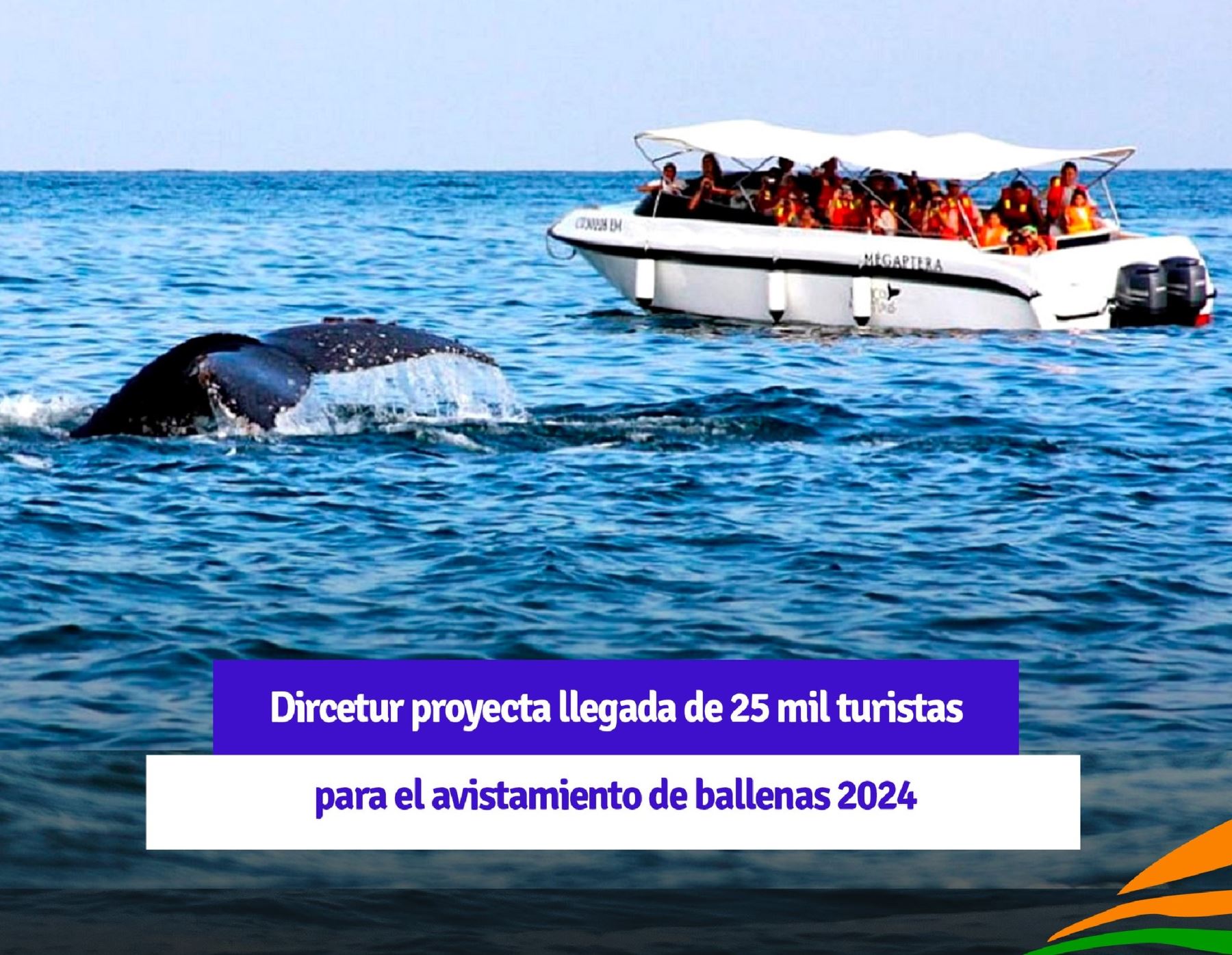 Alrededor de 25,000 visitantes espera recibir Piura durante la temporada de avistamiento de ballenas, uno de los mayores atractivos turísticos de esta región, estimó la Dircetur.