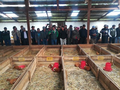 El INIA transfirió tecnología para mejorar la calidad del cuy y maíz a los productores de las provincias de Andahuaylas y Chincheros, región Apurímac.