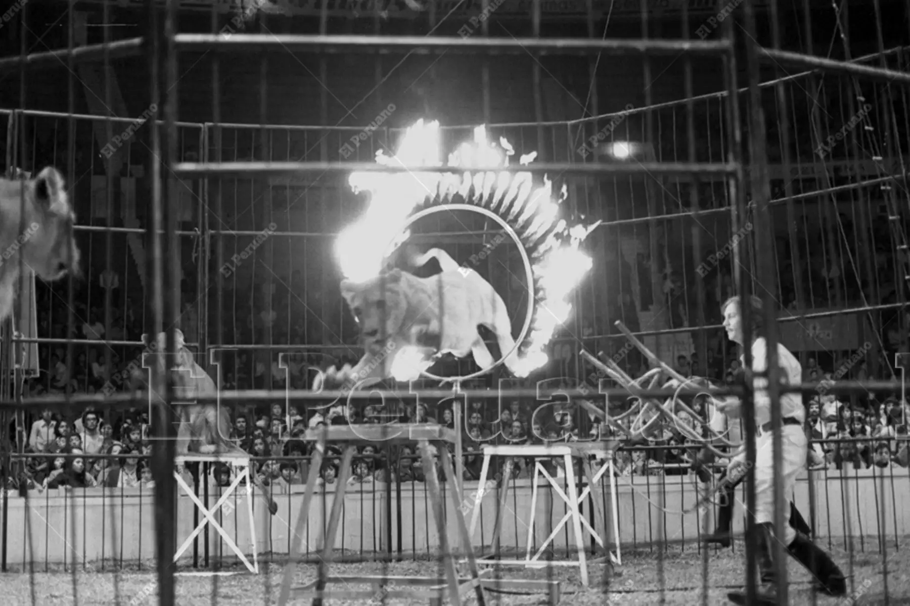 Lima - 15 julio 1976 / Domador del Circo Nacional de Italia en el coliseo Amauta. Foto: Archivo Histórico de El Peruano / Humberto Romaní