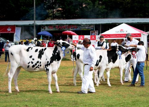 Un total de 350 ejemplares de ganado vacuno lechero se exhibirán en la tradicional feria ganadera Fongal que se realizará en la ciudad de Cajamarca del 22 al 29 de julio. ANDINA/Difusión