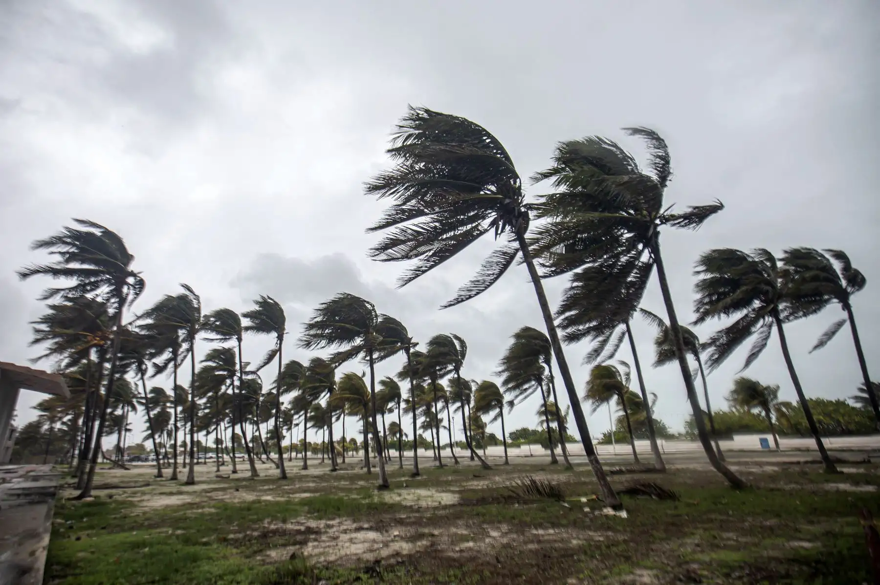 Fuertes vientos azotan palmeras en una playa vacía durante el paso de la tormenta tropical Beryl . Foto: ANDINA/AFP