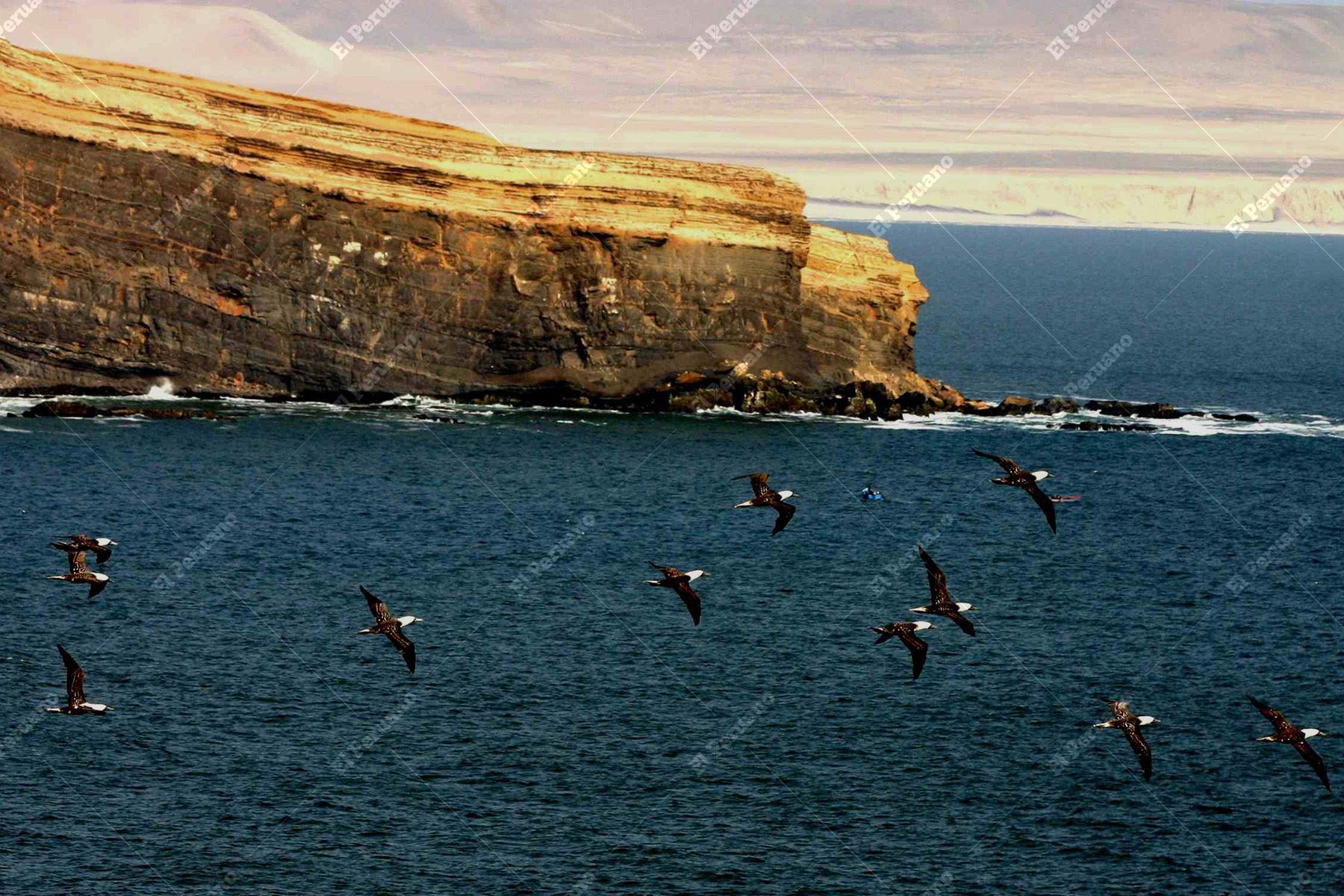 Reserva Nacional de Paracas. Foto: Diario Oficial el Peruano / Jorge Paz