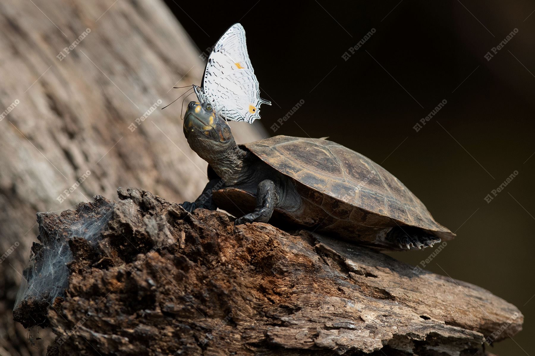 Madre de Dios - 5 setiembre 2022 / Tortuga Taricaya en la Reserva Nacional de Tambopata, accesible a través de Puerto Maldonado. Foto: Diario Oficial El Peruano / Carlos Lezama