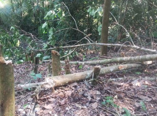 Un nuevo caso de tala ilegal se registró en el área de conservación regional Cordillera Escalera, ubicado en la región San Martín. Más de 800 metros cuadrados de árboles fueron talados. Foto: ANDINA/difusión.