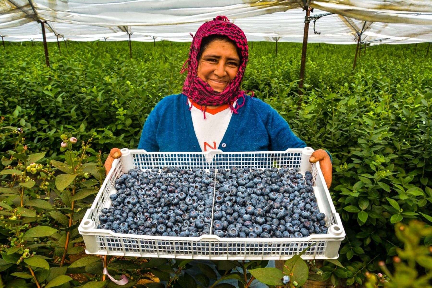 Los arándanos siguen exportándose más desde el Perú. ANDINA/Difusión