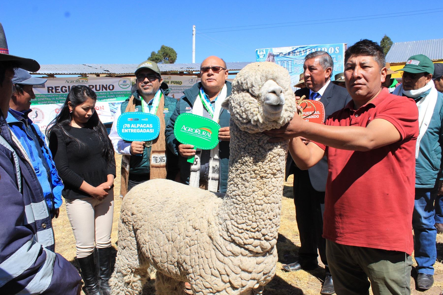 Entrega de alpacas reproductoras. Cortesía Midagri