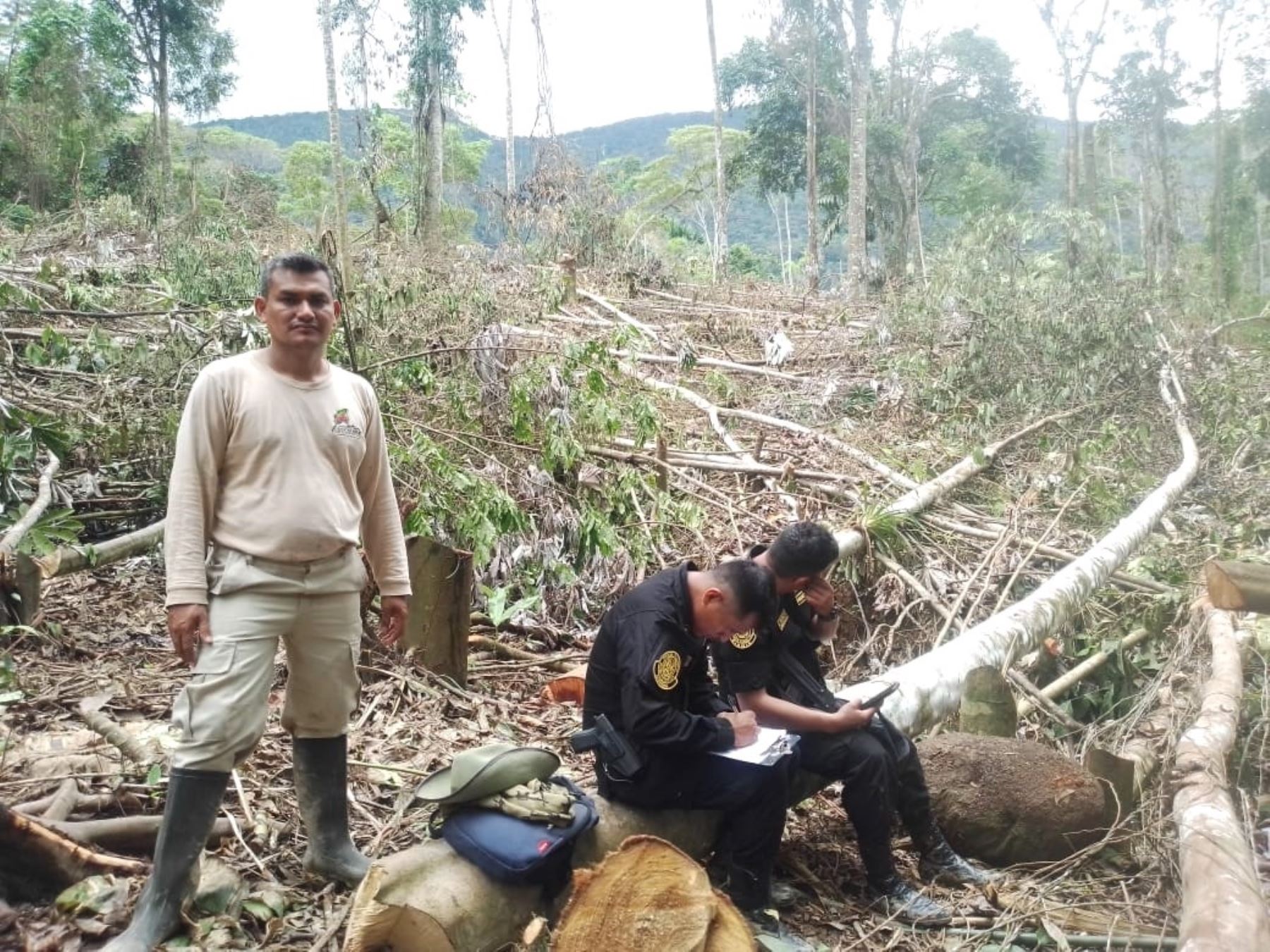Más de 500 árboles de especies forestales nativas fueron talados ilegalmente, empleando una motosierra, por desconocidos en el interior del área de conservación regional Cordillera Escalera, en San Martín. Foto: ANDINA/difusión.