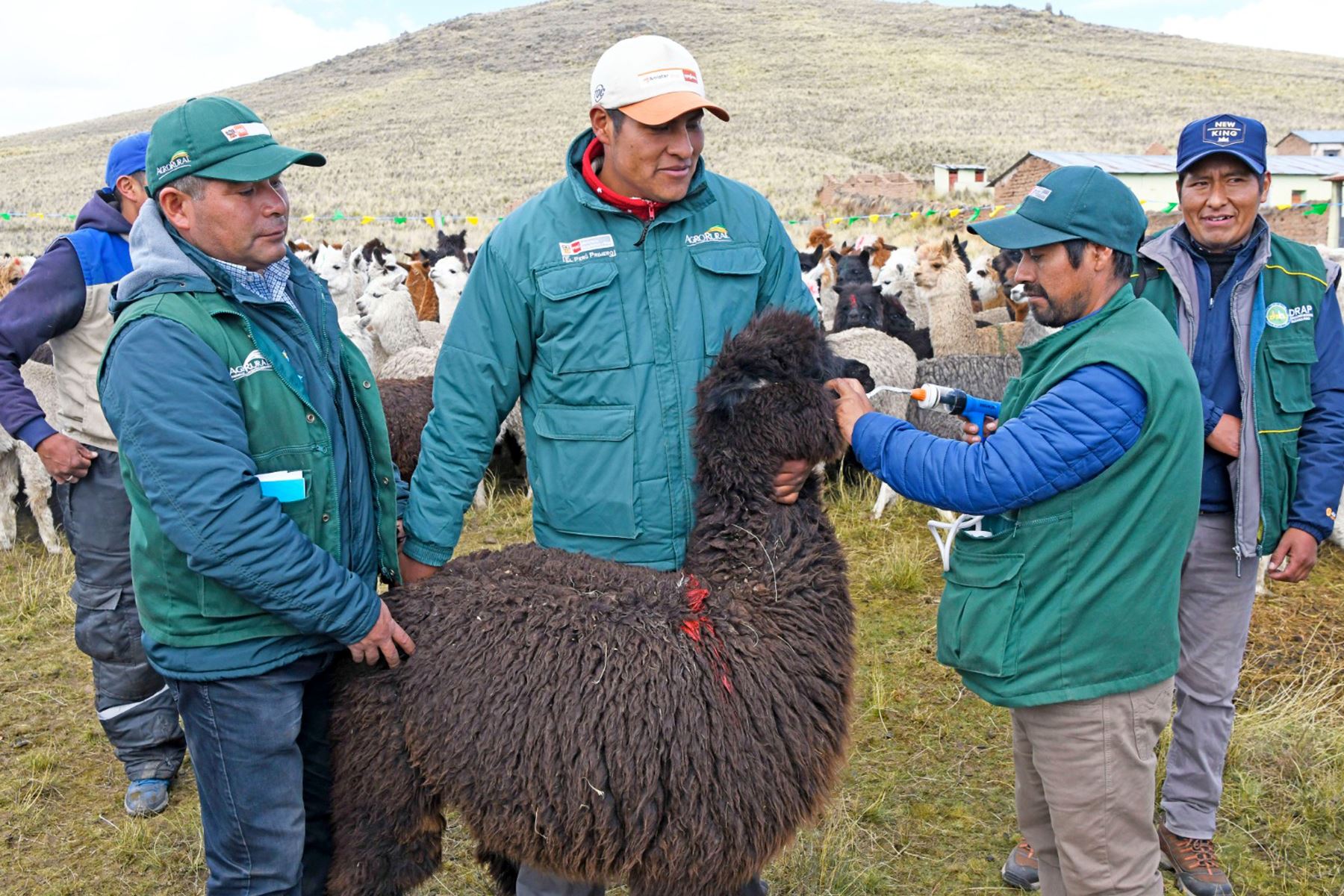 A fines de julio se iniciará la entrega directa de 810 cobertizos que se instalan en localidades a más de 3,800 m s.n.m. Foto: ANDINA/Agro Rural