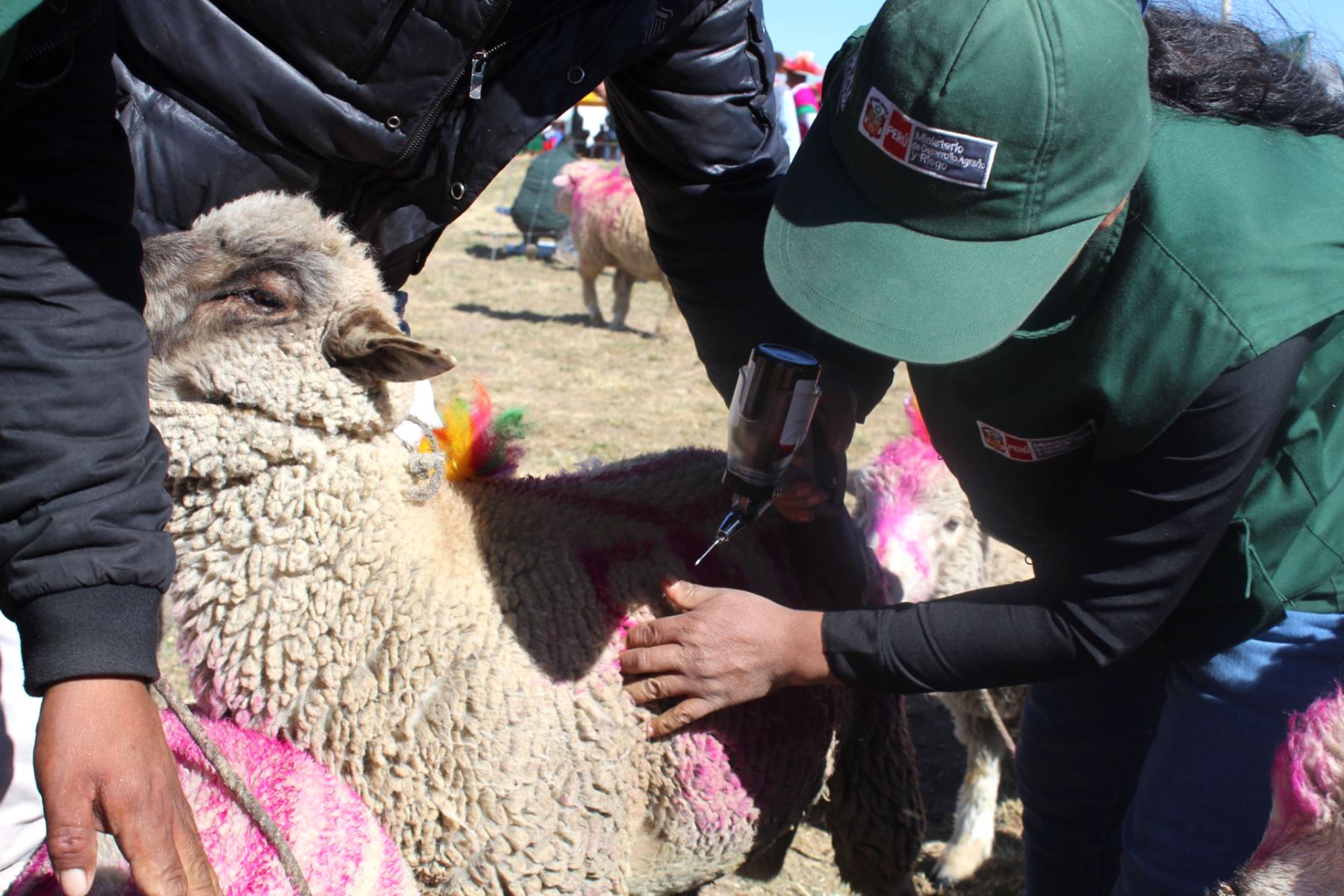 A fines de julio se iniciará la entrega directa de 810 cobertizos que se instalan en localidades a más de 3,800 m s.n.m. Foto: ANDINA/Agro Rural