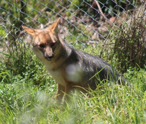Serfor asegura que Run Run se encuentra en óptimas condiciones y está en un hábitat propio de su especie. El zorro andino se encuentra albergado desde marzo de 2022 en el zoológico de Granja Porcón, en Cajamarca. Foto: Serfor