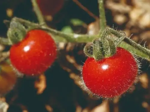A fin de evitar el ingreso de plagas, Perú amplió por 180 días la vigencia de requisitos fitosanitarios para importar semillas de tomate de un conjunto determinado de países. ANDINA/Difusión