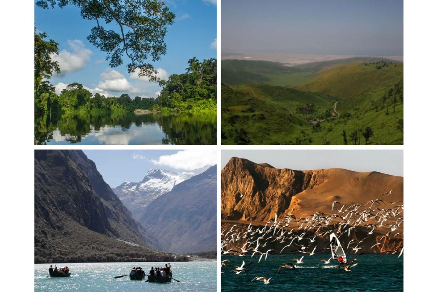 Collage de áreas naturales protegidas por el Estado: Manu, Lachay, Huascarán y Paracas. Foto: ANDINA/Difusión