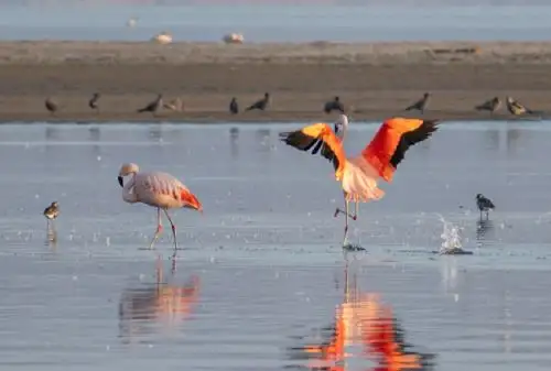 Reserva Nacional de Paracas