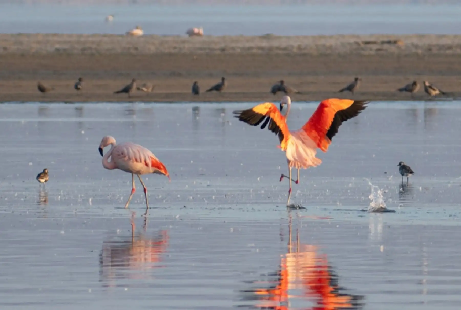 Reserva Nacional de Paracas