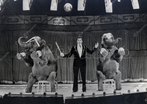 En 1979, el circo Roland, en las instalaciones del coliseo Amauta, ofrecía un espectáculos con elefantes que era la atracción de niños y adultos. Foto: Archivo Histórico El Peruano
