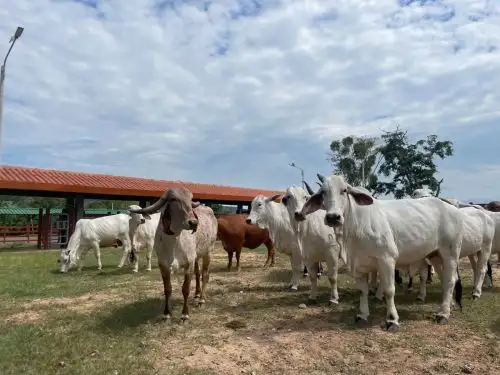 ANDINA/Difusión