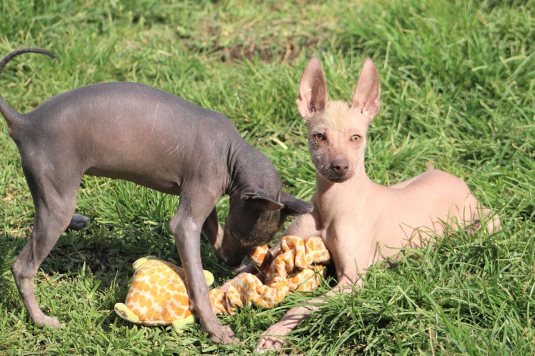 Perro sin pelo peruano