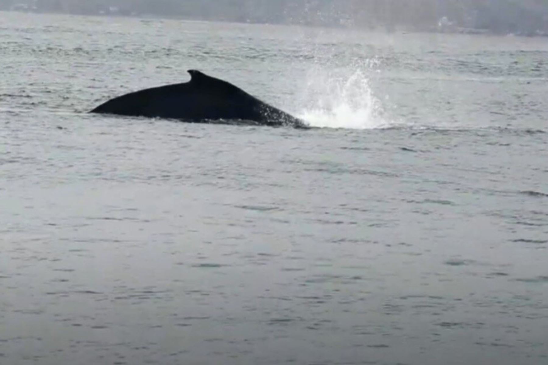 El rescate de la  cría de ballena jorobada se dio gracias a las acciones desplegadas de manera articulada por la sociedad civil, buzos expertos del proyecto Pilas, personal del Minam, el Sernanp, Produce, Imarpe y Dicapi. Foto: ANDINA/Minam