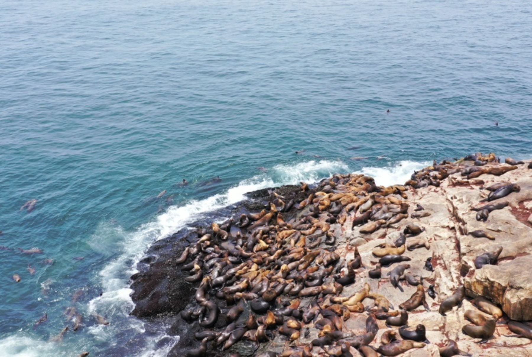 Reserva Nacional de Paracas