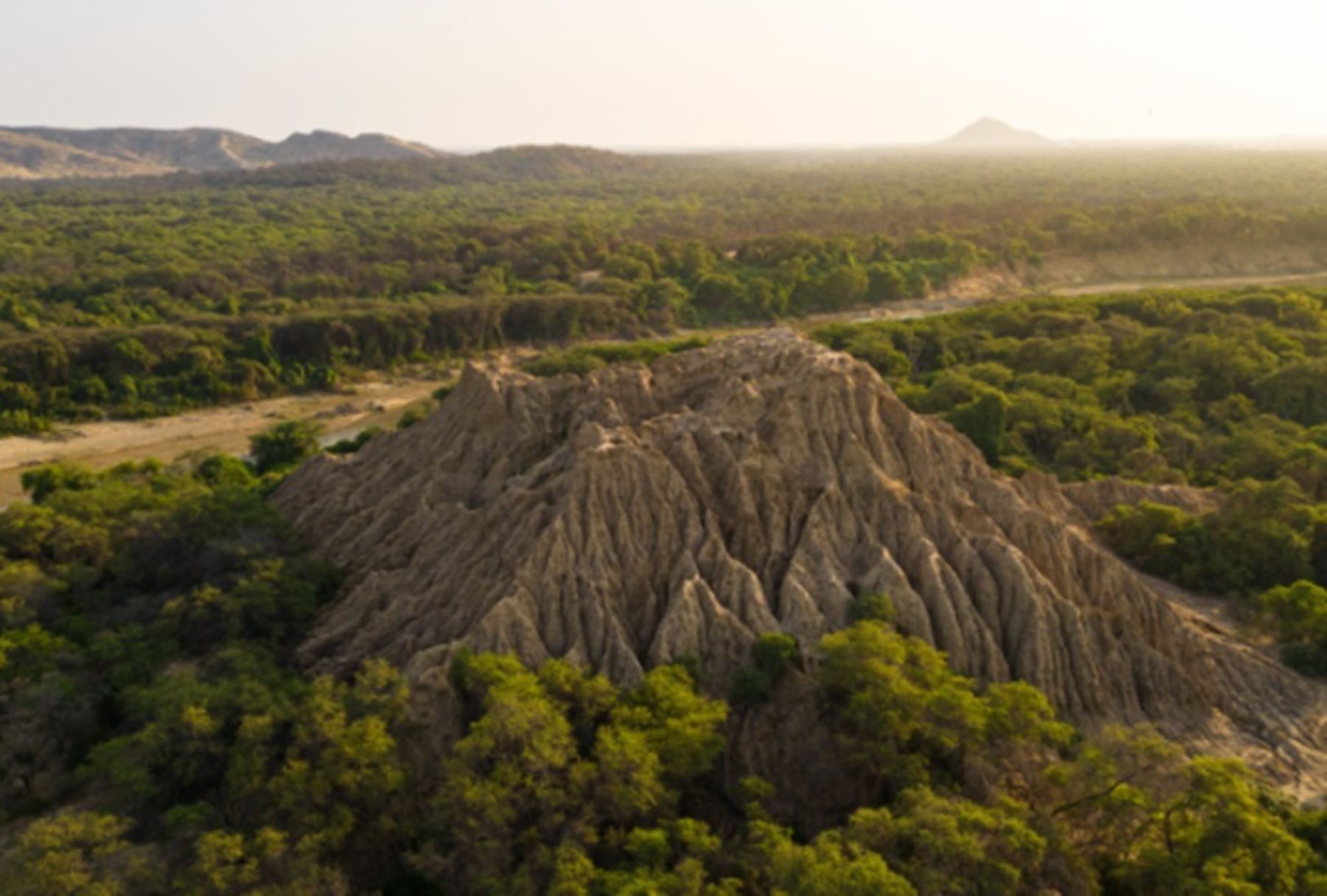 Bosque de Pómac