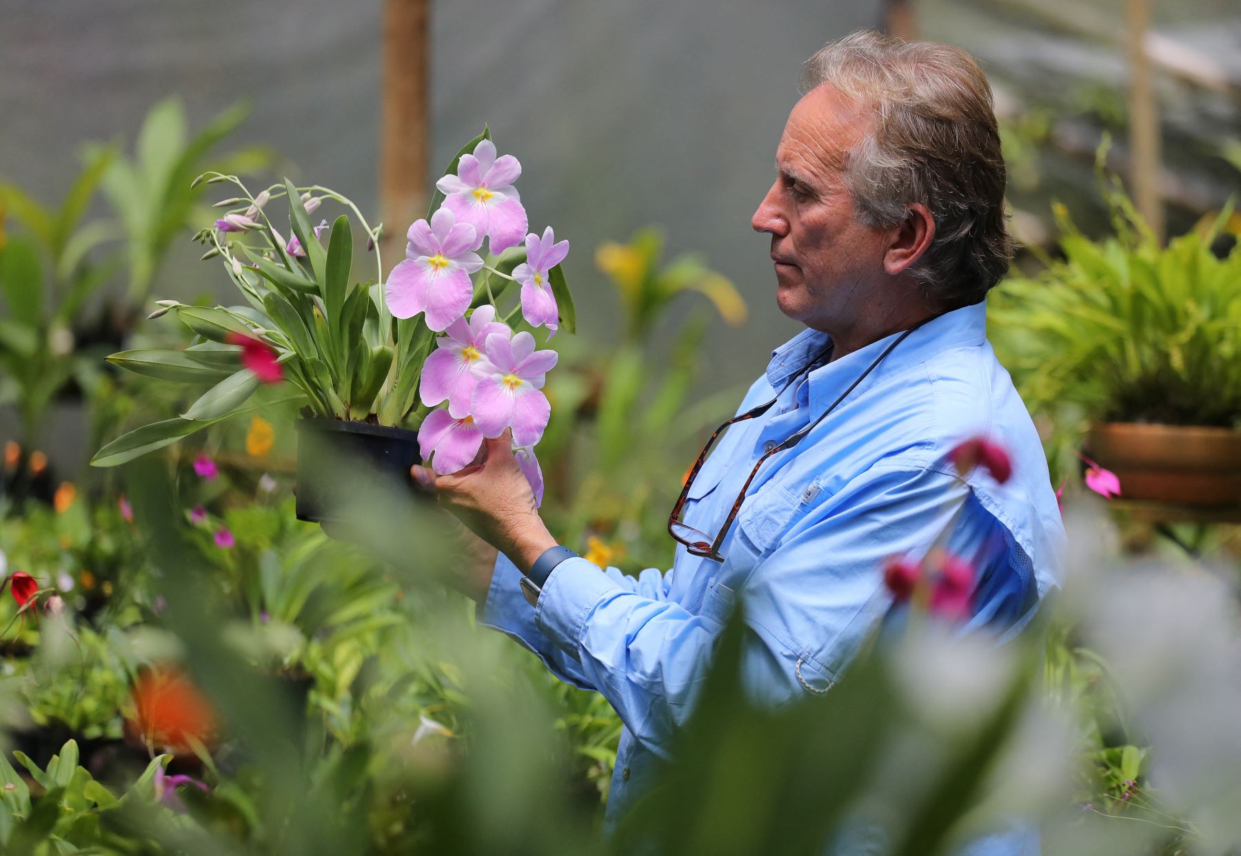 Daniel Piedrahita muestra su colección de orquídeas en La Ceja, provincia de Antioquia, Colombia, el 20 de junio de 2024. Foto: AFP