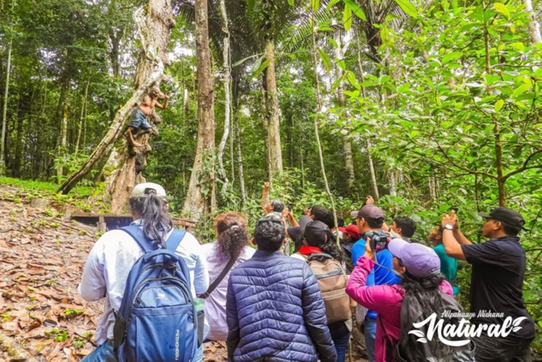 Esta área natural protegida alberga ecosistemas únicos que contienen especies endémicas como la perlita de Iquitos, hormiguero de Allpahuayo y moscareta de Mishana,