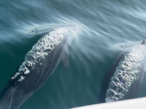 El avistamiento de ballenas se ha convertido en un importante imán turístico en esta época del año y solo durante el feriado largo por Fiestas Patrias Piura espera recibir más de 9,000 turistas.