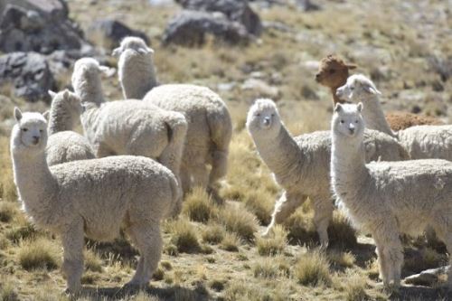 El 1° de agosto de cada año se conmemora en el Perú el Día Nacional de la Alpaca. Foto: Cortesía.