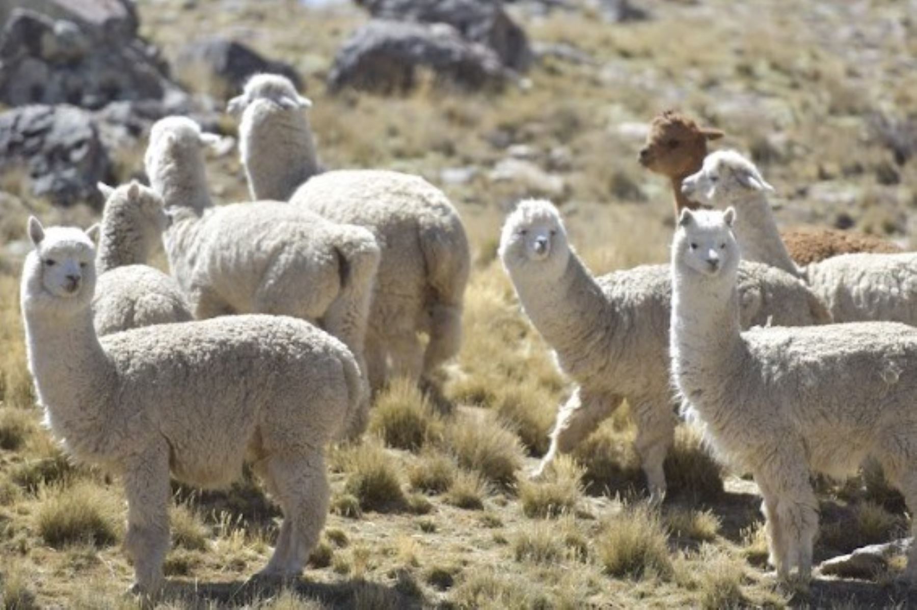 El 1° de agosto de cada año se conmemora en el Perú el Día Nacional de la Alpaca. Foto: Cortesía.