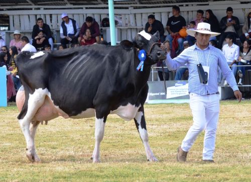 La Feria Fongal, que se desarrolla en Cajamarca, premió a ganadora de concurso de ganado vacuno lechero. Se trata de la vaca "Mona" que produce alrededor de 40 litros de leche al día. ANDINA/Difusión