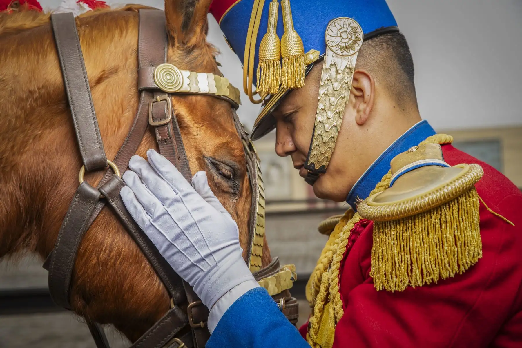 Los húsares, más que un regimiento, son la personificación del espíritu indomable que ha forjado nuestra nación. Su legado de honor se perpetúa en cada paso firme y decidido que dan al regresar al Palacio de Gobierno como guardianes eternos de nuestra libertad. Así, el pasado y el presente se entrelazan, y la memoria de sus gestas heroicas se convierte en un faro que ilumina nuestro camino hacia un futuro de paz y soberanía. Foto: ANDINA/ Ricardo Cuba
