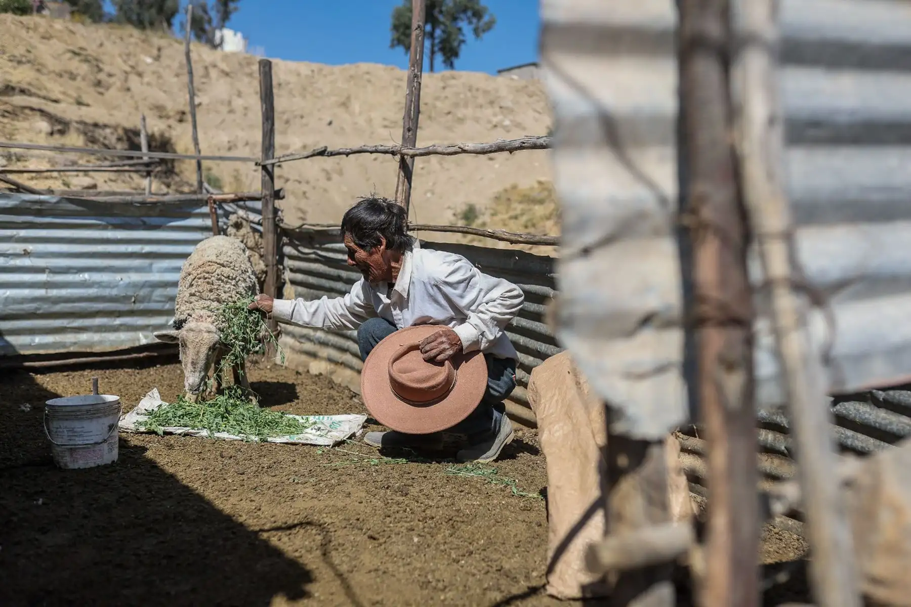 En el marco del 203º Aniversario de la Proclamación de la Independencia Nacional, el agricultor Policarpio del anexo Arenales, en la región Arequipa, escucha atentamente por radio el Mensaje a la Nación que la presidenta Dina Boluarte ofrece desde el Congreso de la República. Mientras trabaja en el campo, se siente conmovido por las palabras de unidad y progreso. 
Foto: ANDINA/Prensa Presidencia