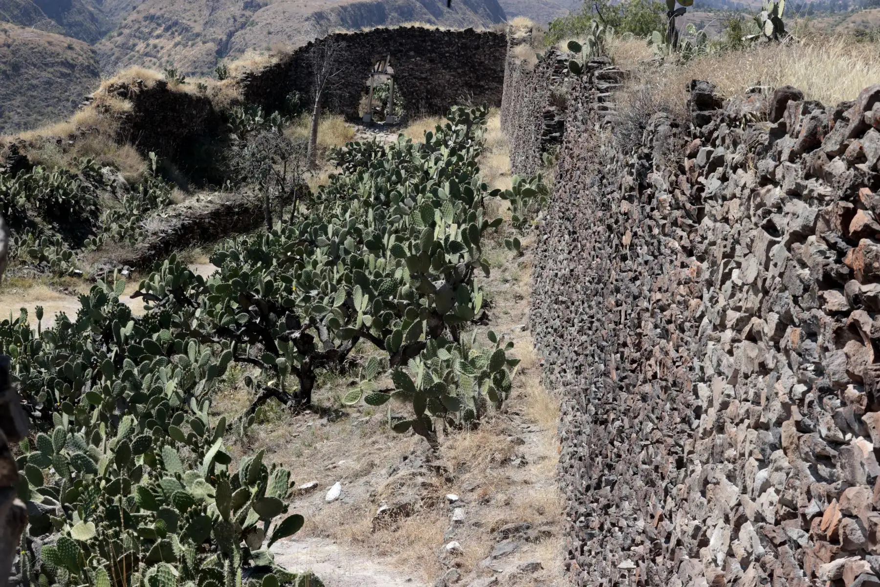 En el día de la Patria, 28 de julio gran cantidad de cuidadanos visitaron al Santuario Histórico Cultura Wari. Familias enteras de diversas parte del país llegaron a conocer el lugar histórico. abundaron para llevarse un buen recuerdo.
Foto: ANDINA/Vidal Tarqui