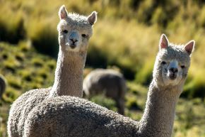 Más del 85% de las alpacas del mundo están en Perú, es decir, 5 millones de ejemplares, lo que nos convierte en el principal productor de esta fibra. Foto: Inca Tops