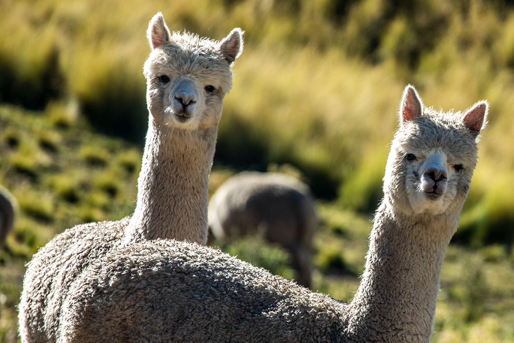 Más del 85% de las alpacas del mundo están en Perú, es decir, 5 millones de ejemplares, lo que nos convierte en el principal productor de esta fibra. Foto: Inca Tops