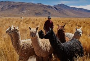 La alpaca es un camélido sudamericano de gran valor por su fibra. ANDINA/Difusión