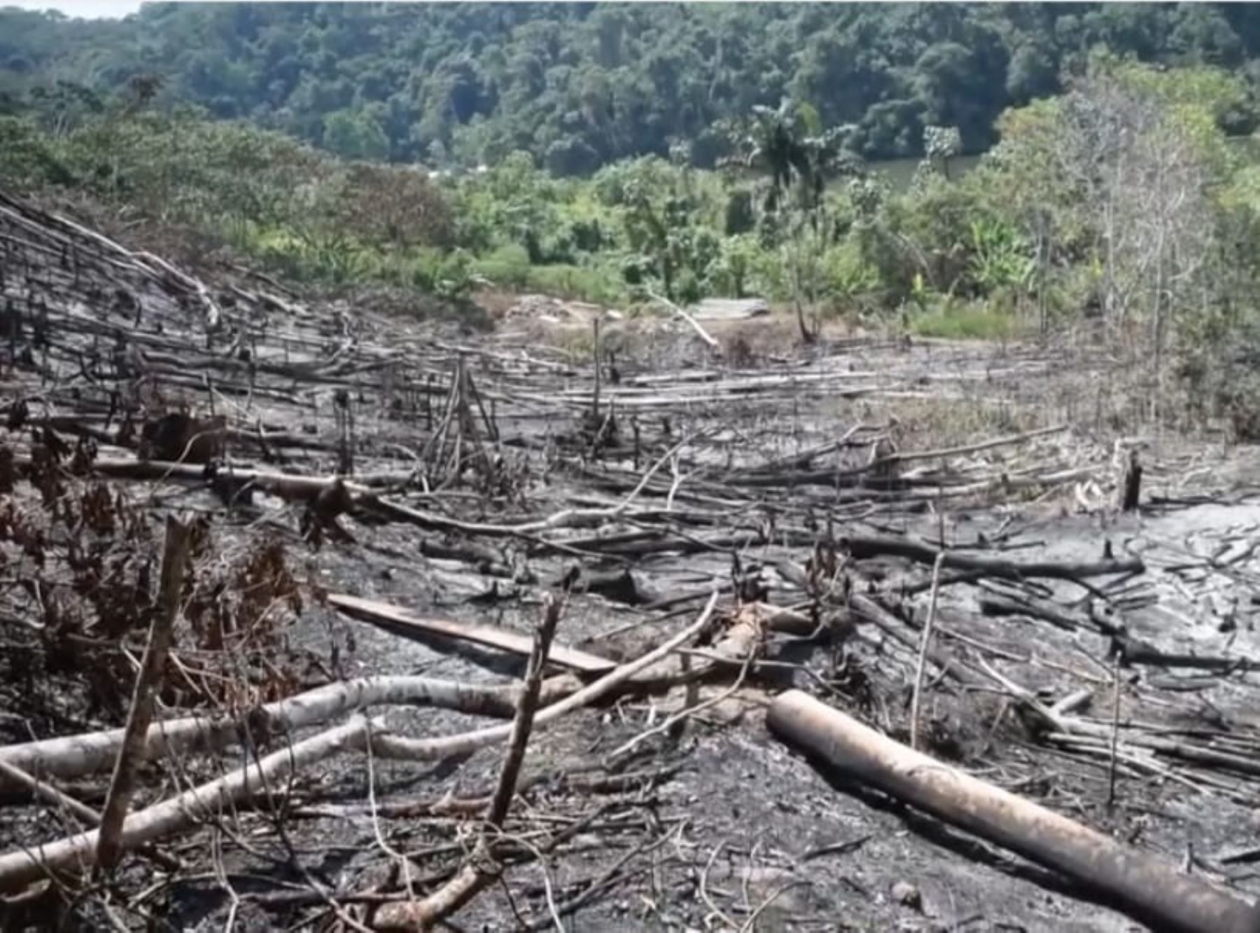 Alarma en la región San Martín por incendio forestal que arrasa con más de ocho hectáreas de bosque natural en el distrito de Jepelacio, provincia de Moyobamba. ANDINA/Difusión