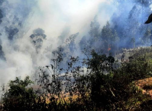 Un total de 15 incendios forestales se registraron en Cajamarca en julio, afectando principalmente plantaciones de pino y eucalipto. ANDINA/Difusión