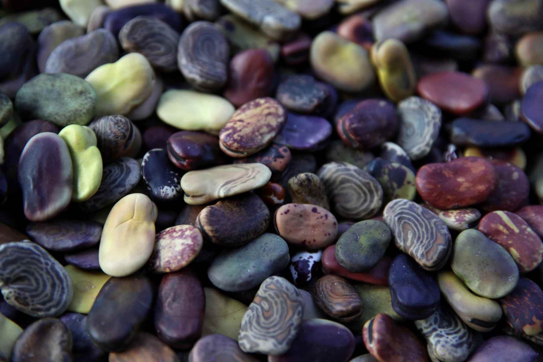 Variedad de colores de una cosecha de habas, en los Andes de Huancavelica. Foto: EFE