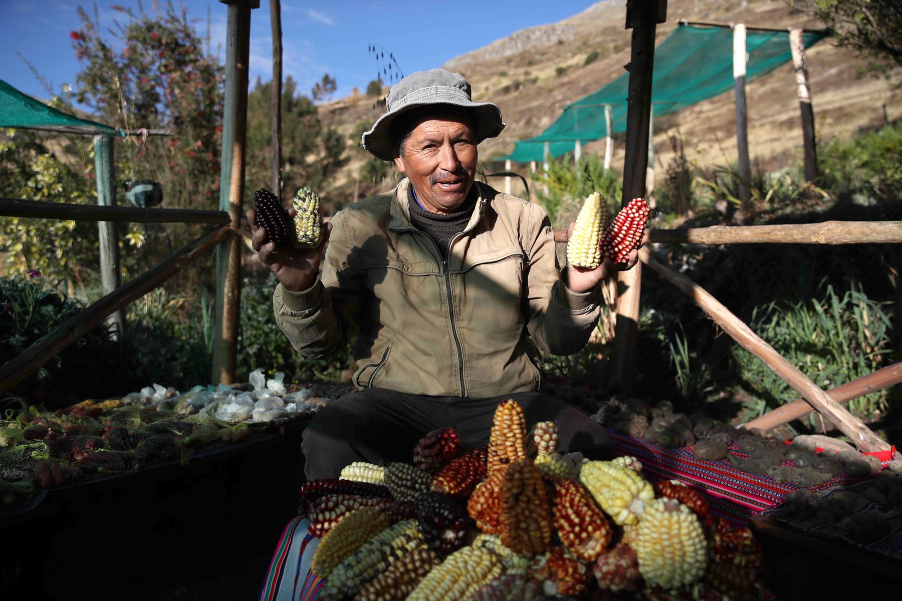 Simón Hilario muestra maíces de colores, en los Andes de Huancavelica. Foto: EFE